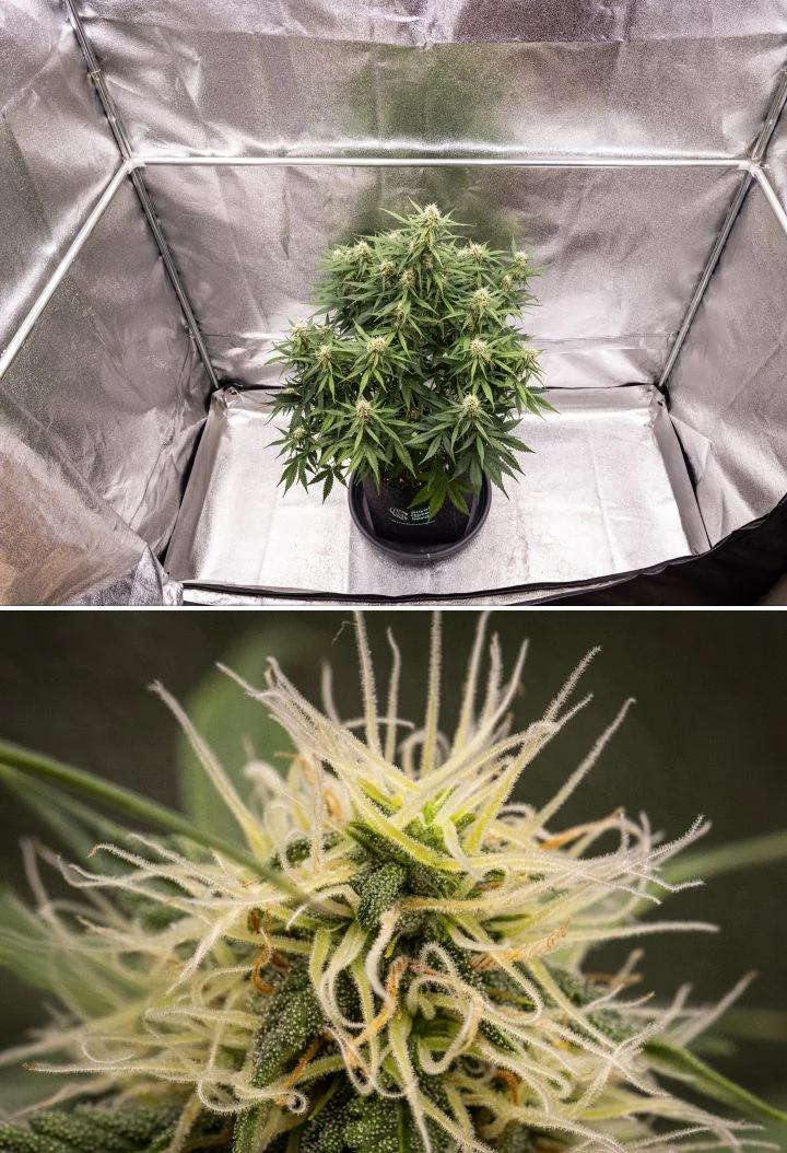 Gaia F1 cannabis plant in week 7 growing in soil with healthy late-flowering growth indoors