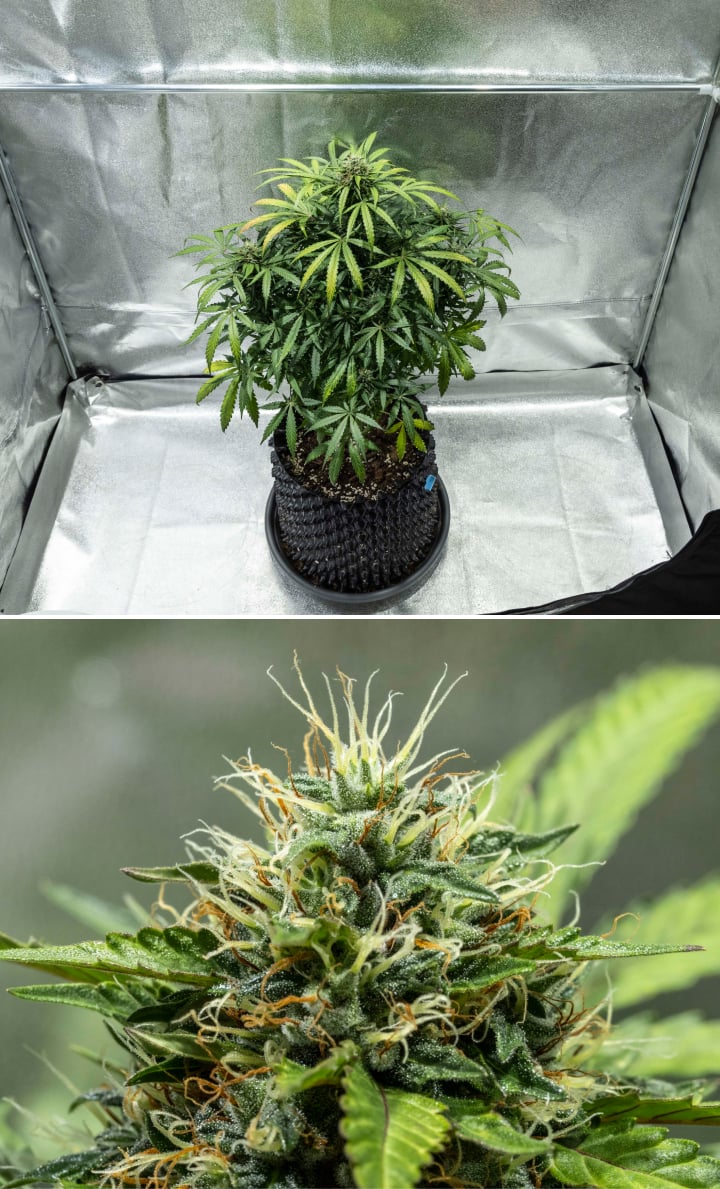 North Thunderfuck cannabis plant during weeks 7–8 of flowering showing expanding buds, dense pistil clusters, and increasing resin production under LED light