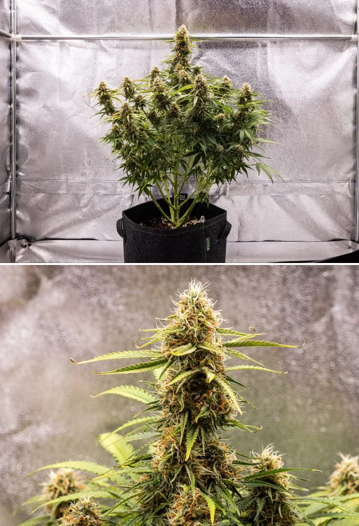 Gaia F1 cannabis plant in week 8 growing in soil with healthy ripening buds indoors