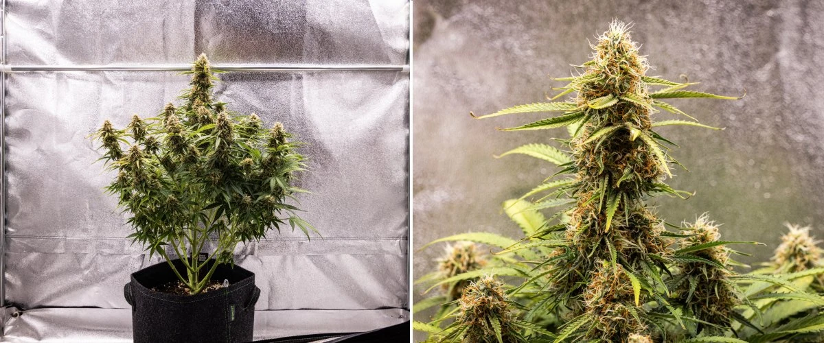 Gaia F1 cannabis plant in week 8 growing in soil with healthy ripening buds indoors