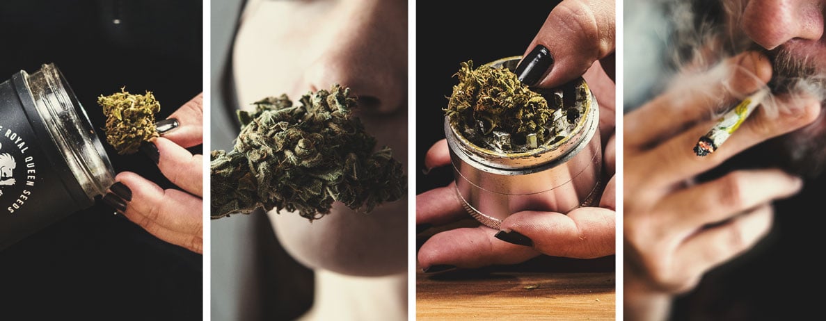 Wet vs Cured Weed: How to Tell the Difference