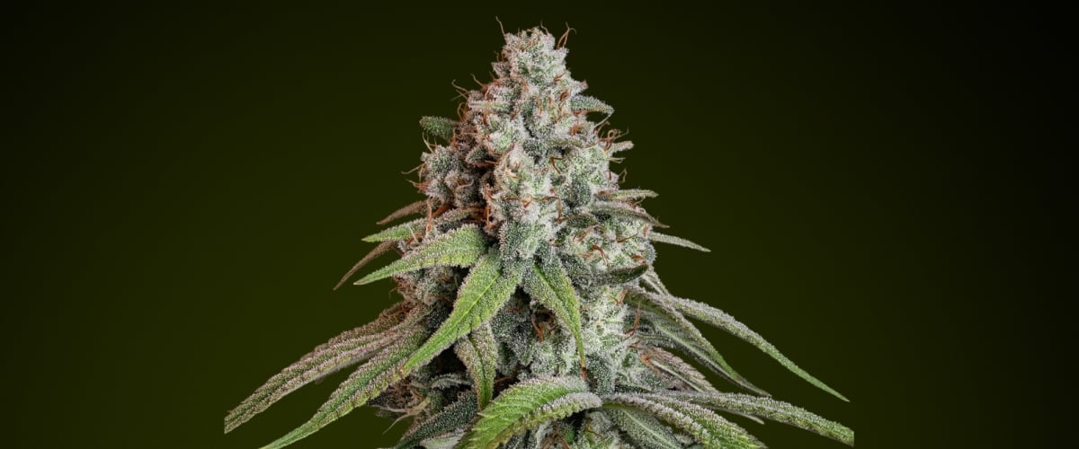 White Widow cannabis bud with frosty trichomes and pale green tones, known for its mild flavour and balanced effects ideal for all-purpose edibles