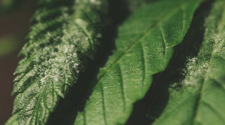 White Powdery Patches White Powdery Patches
