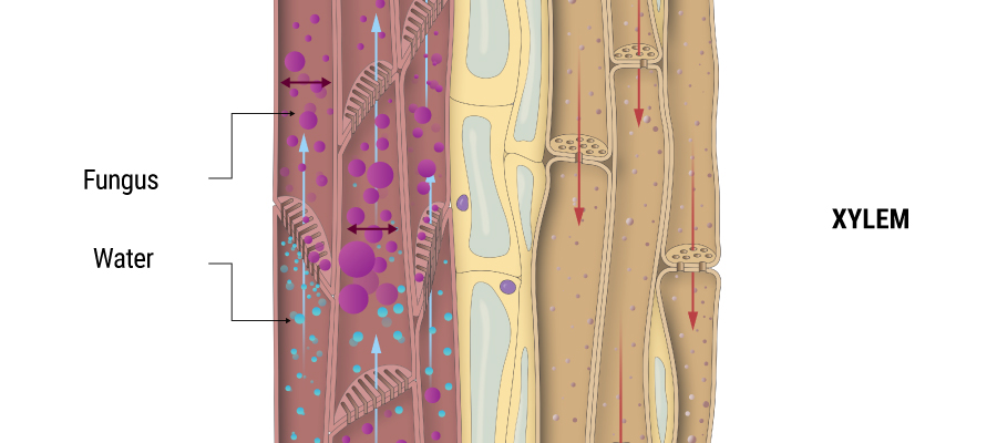 Xylem