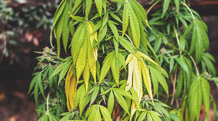Yellow Leaves Yellow Leaves