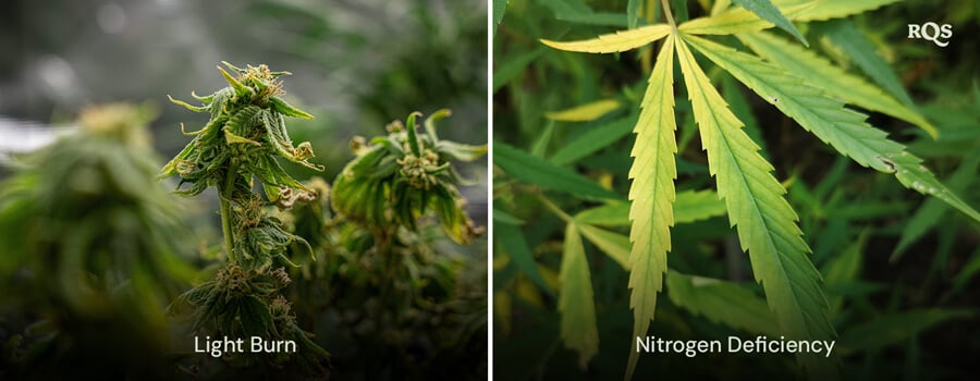 Yellow Leaves A collage of two cannabis plants showing