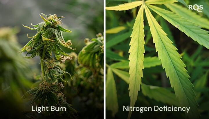 Yellow Leaves A collage of two cannabis plants showing