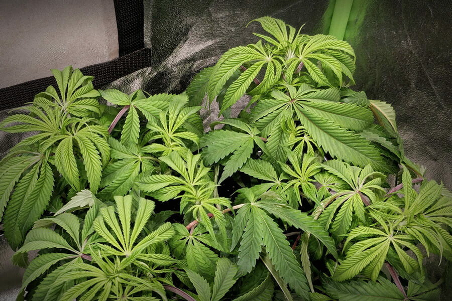 Learn to Identify and Fix Cannabis Overfertilization - RQS Blog