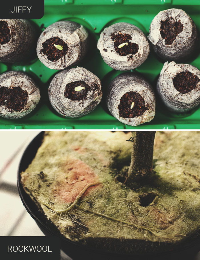 THE OPTIMAL CONDITIONS FOR SEEDLINGS THE OPTIMAL CONDITIONS FOR SEEDLINGS