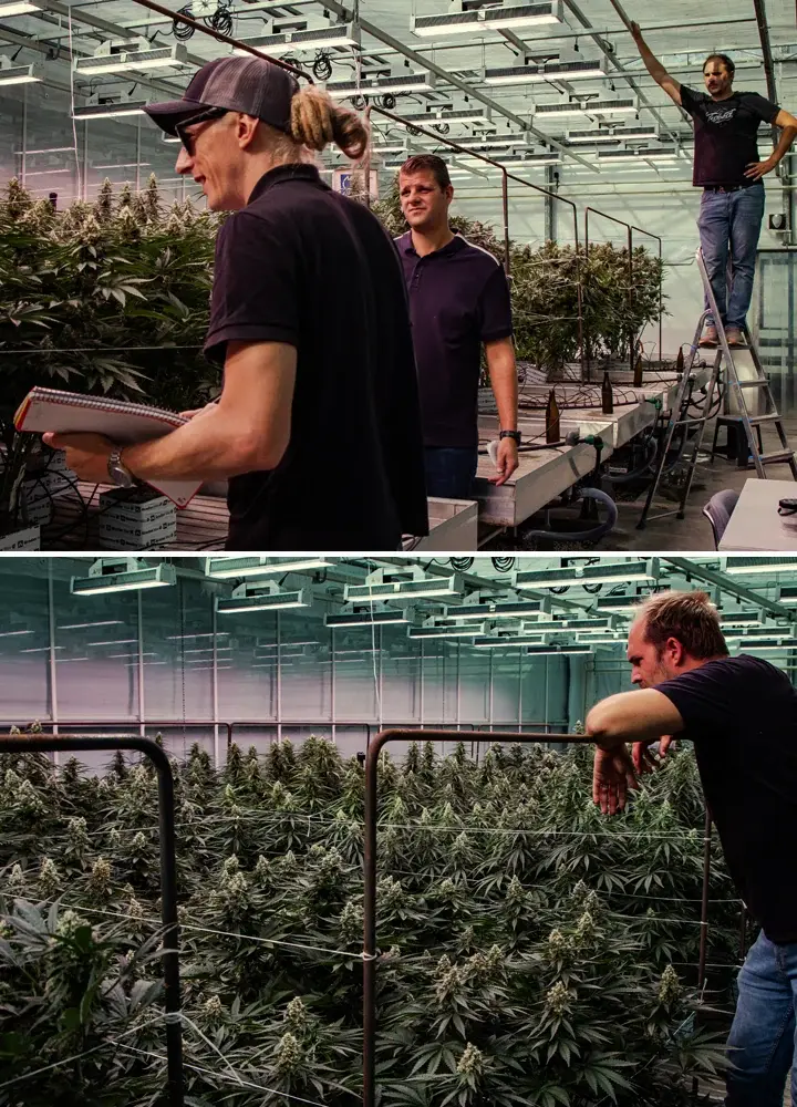 Cannabis plants undergoing evaluation in a professional greenhouse trial, showing strong growth and dense flowering under controlled conditions.