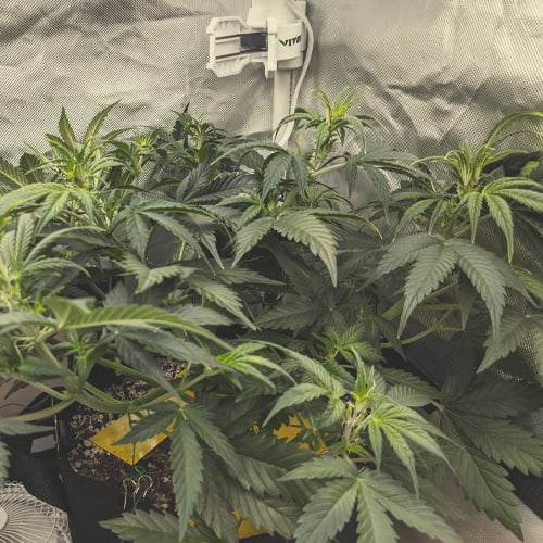 A cannabis plant in the first week of flowering, showcasing the transition stage with notable vertical growth and new leaves developing at the top of the main colas.