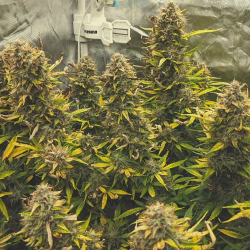 Cannabis plant in week 8 of flowering, displaying fully developed buds and predominantly amber trichomes, indicating readiness for harvest after flushing.