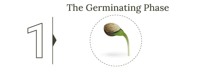 An infographic showing the germination phase of cannabis plants. It illustrates the initial stage where seeds sprout into seedlings, emphasizing the importance of moisture, warmth, and proper conditions for successful germination. The image highlights the early development from seed to sprout, detailing key points such as the appearance of the taproot and the emergence of the first leaves.