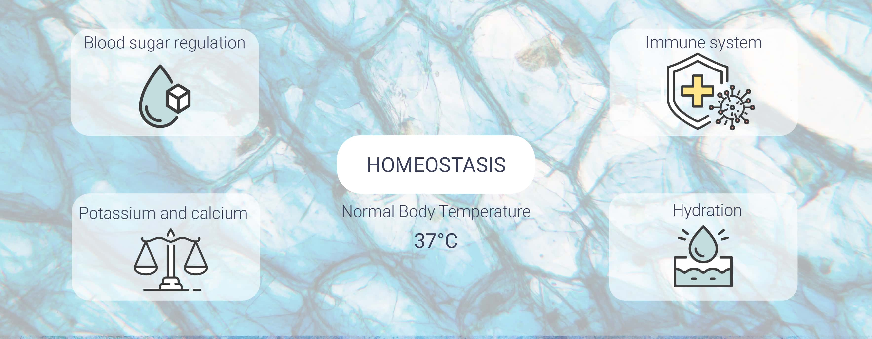 What Is Homeostasis?