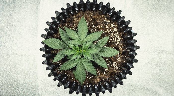 Learn How To Grow Autoflowers: Week-By-Week Guide