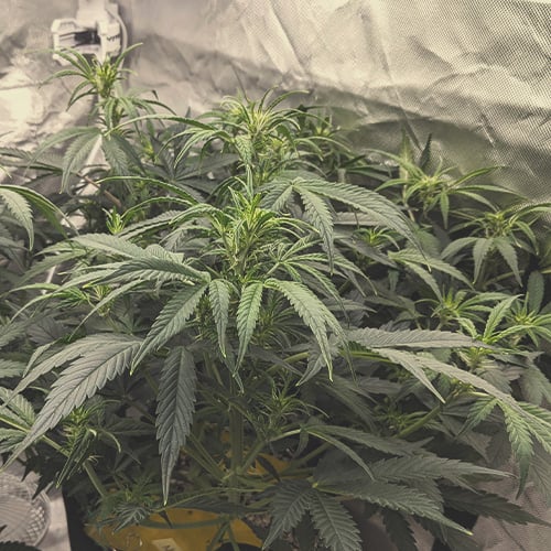 A female cannabis plant in week 2 of flowering, showing the first white pistils developing at the intersections of the fan leaves and main stem, indicating the onset of bud formation.