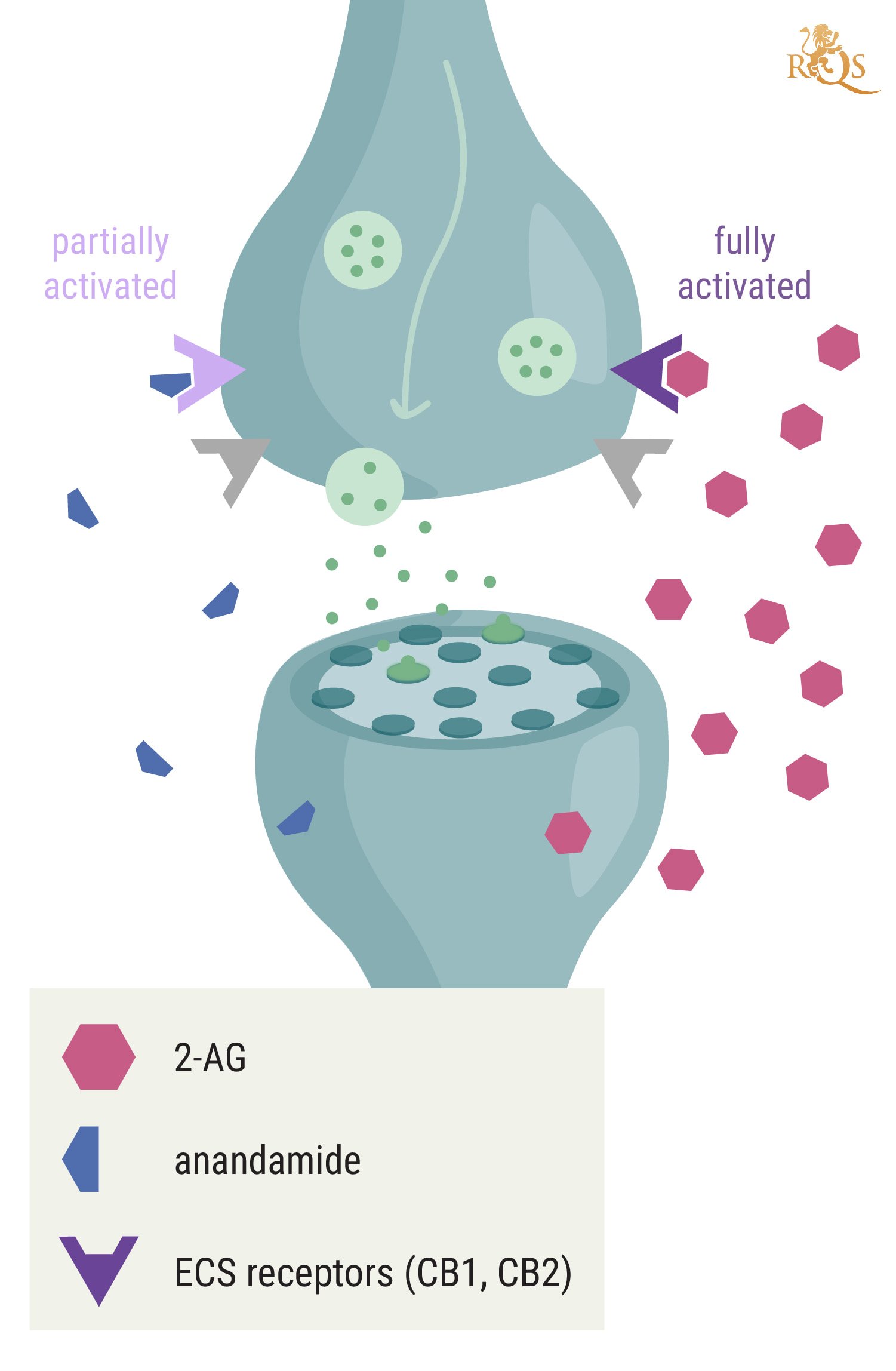 How Is 2-AG Related to Anandamide?