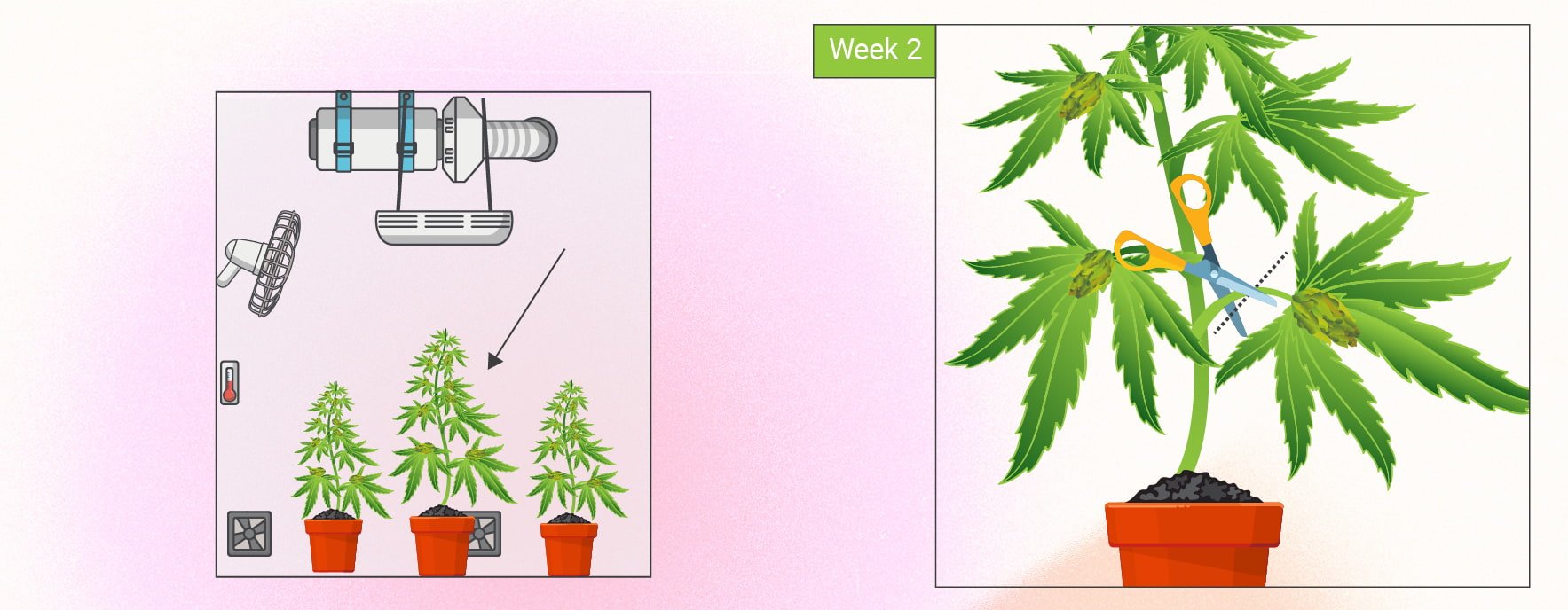 Monster Cropping Cannabis: Step-By-Step Guide
