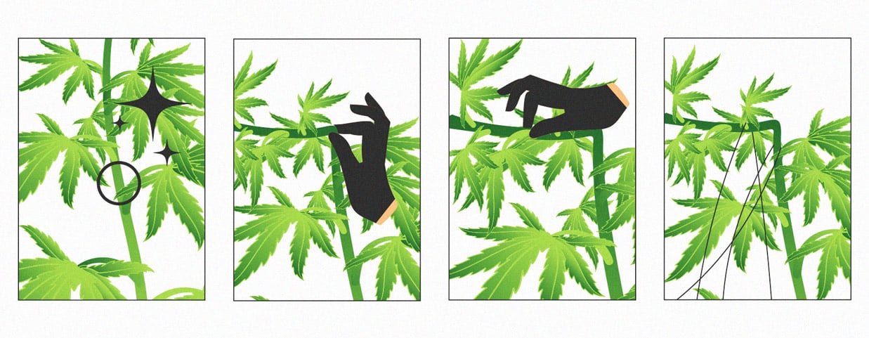 HOW TO SUPER CROP YOUR CANNABIS PLANTS HOW TO SUPER CROP YOUR CANNABIS PLANTS