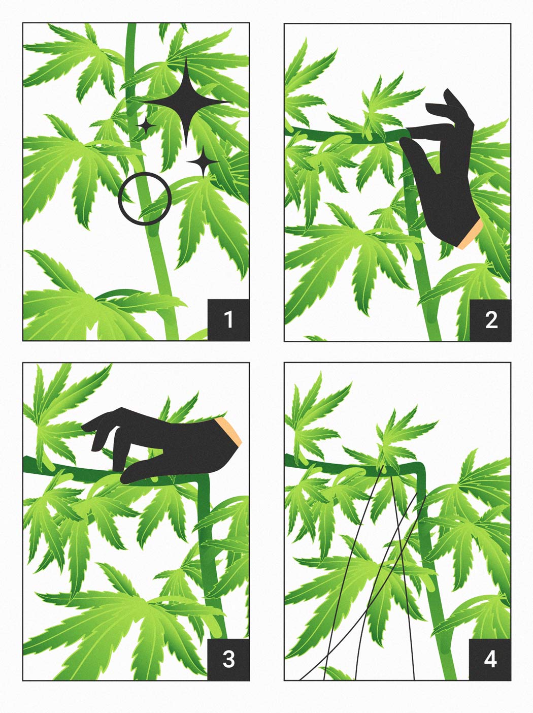 HOW TO SUPER CROP YOUR CANNABIS PLANTS HOW TO SUPER CROP YOUR CANNABIS PLANTS