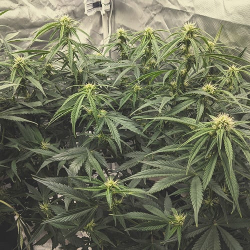 Cannabis plant in week 3 of flowering, showing early bud development and increased size, with few resin glands visible.