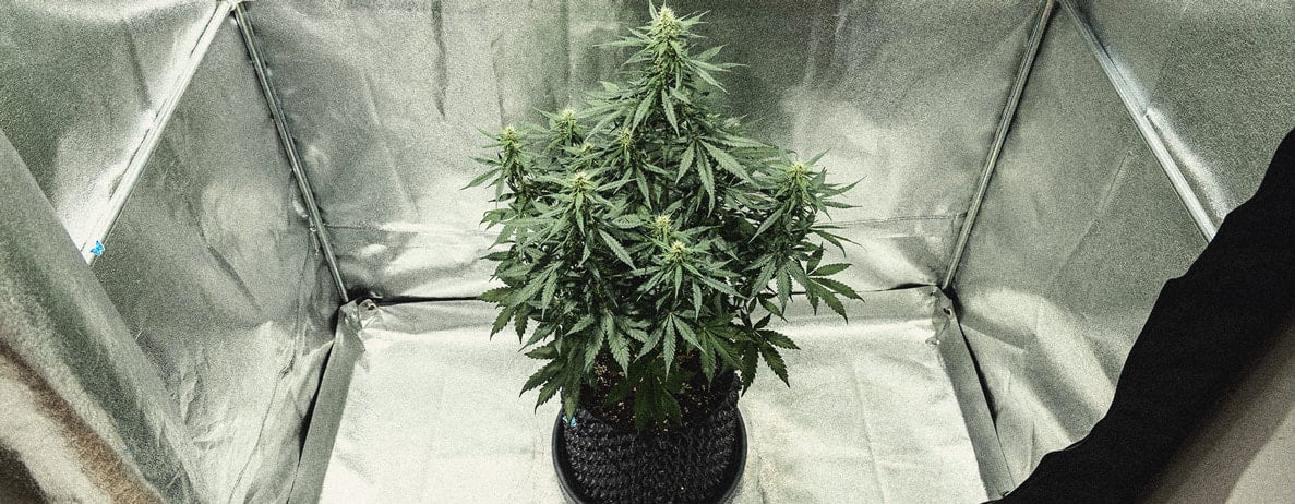 Learn How To Grow Autoflowers: Week-By-Week Guide