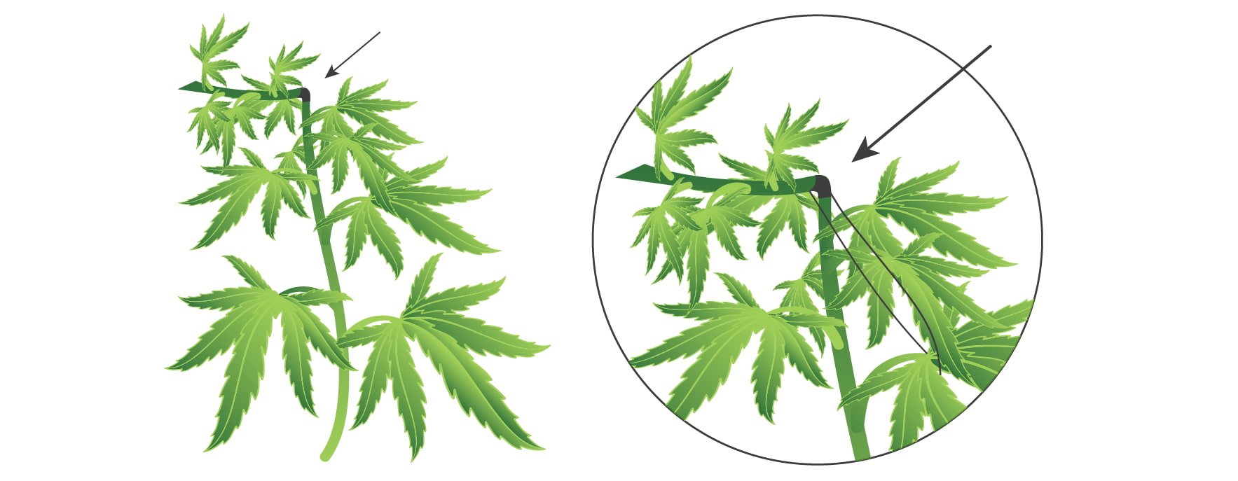HOW TO FIX BROKEN BRANCHES HOW TO FIX BROKEN BRANCHES