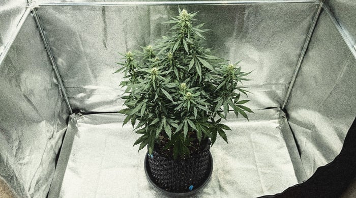 Learn How To Grow Autoflowers: Week-By-Week Guide