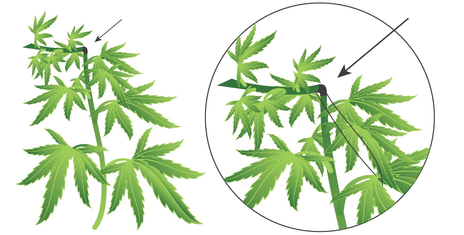 HOW TO FIX BROKEN BRANCHES