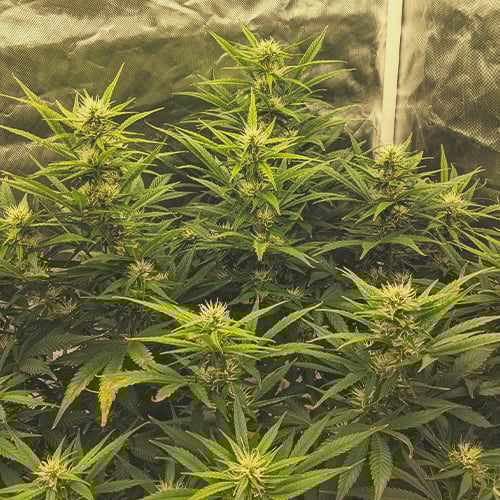 Cannabis plant in week 4 of flowering, with prominent white hairs and noticeably larger buds, indicating active bud growth and increased trichome production.