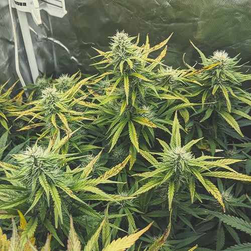 Cannabis plant in week 5 of flowering, showcasing thicker buds and new growth along the main cola, with some pistils turning amber and trichomes appearing milky white, indicating maturity and intense odor.