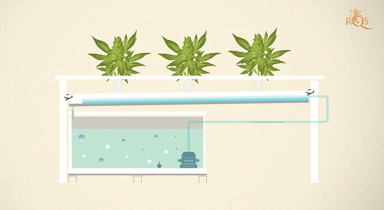 Step 5: Watch your plants grow!