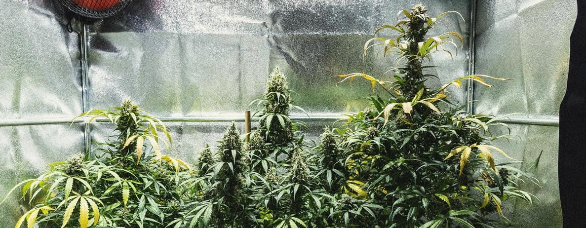 Learn How To Grow Autoflowers: Week-By-Week Guide