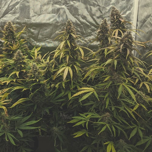 Cannabis plant in week 7 of flowering, showing mature buds and amber trichomes, indicating readiness for flushing and approaching harvest.
