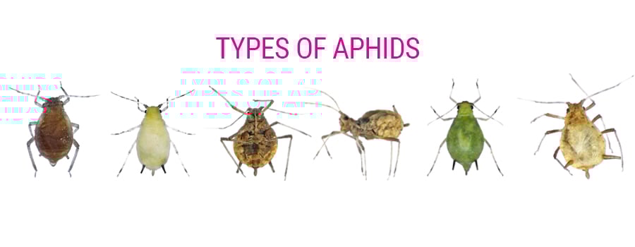 Types of aphids