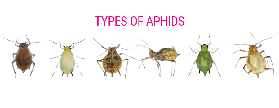 Types of aphids