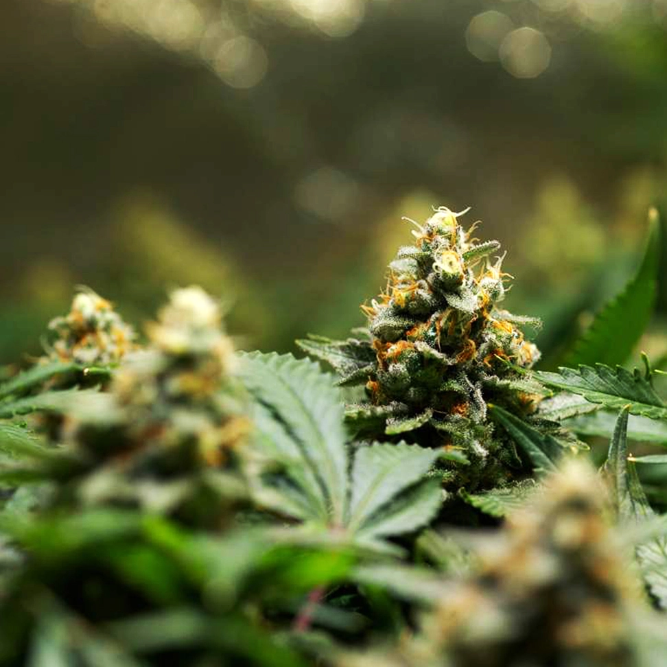 Amnesia Haze Amnesia Haze