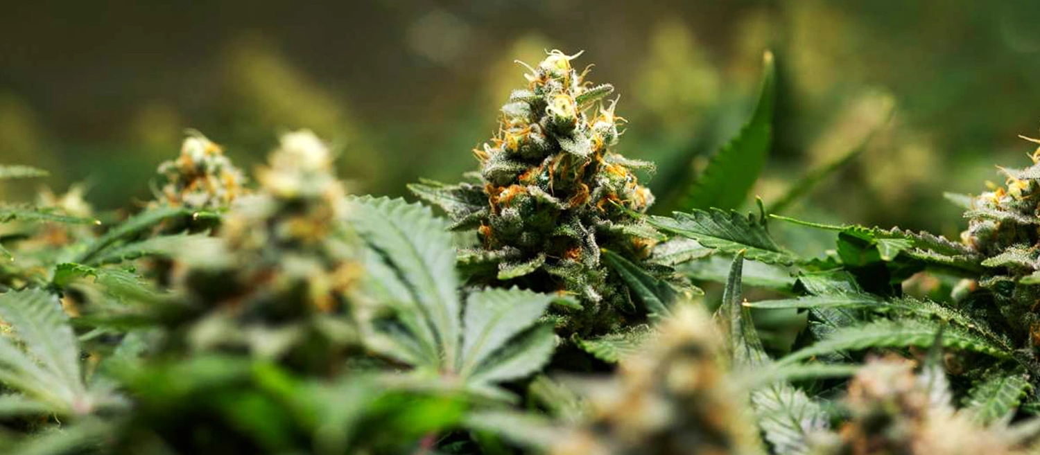 Amnesia Haze Amnesia Haze