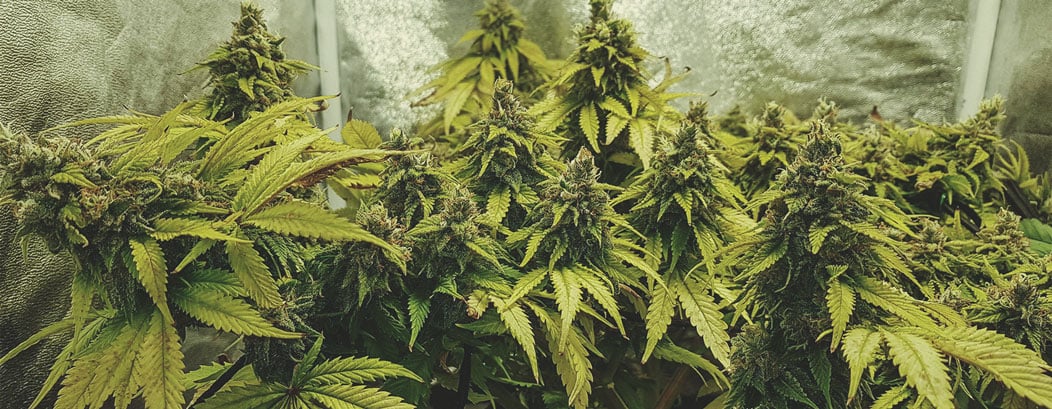 Amnesia Haze