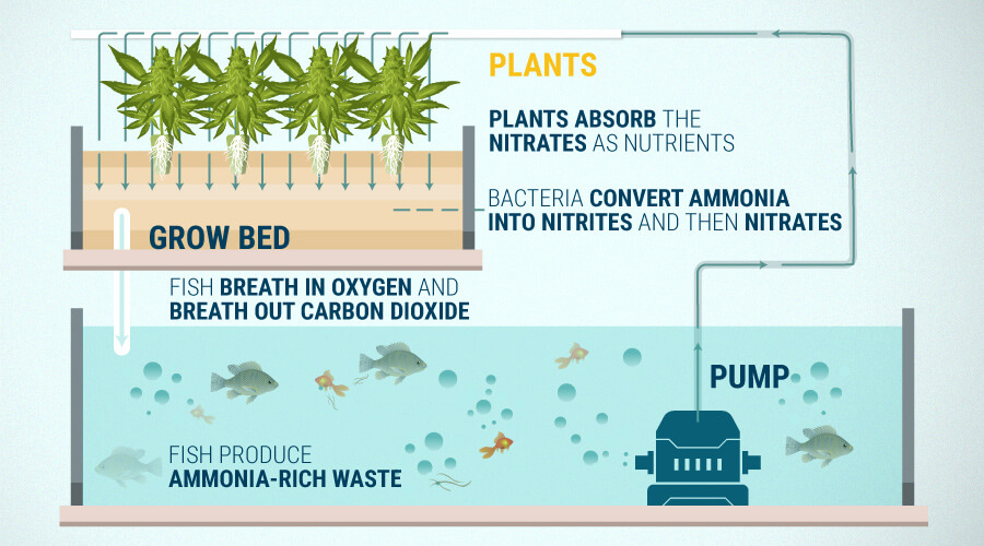 Why Aquaponics Works And Its Benefits When Growing Cannabis