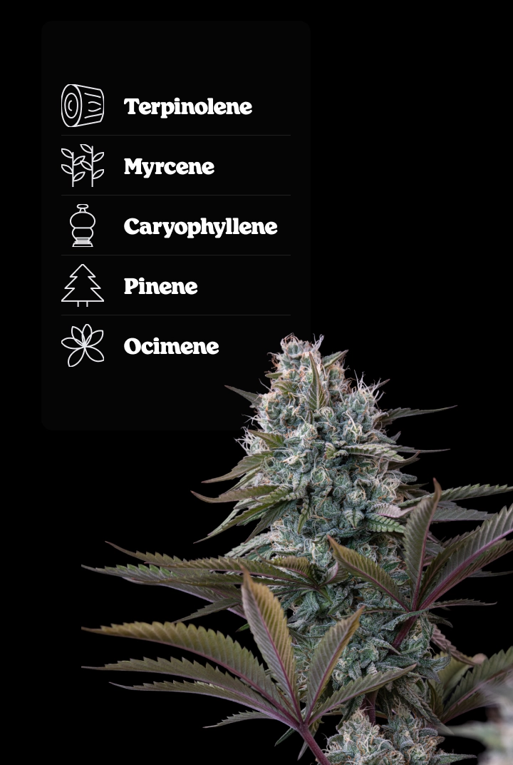 Astro Lemonade F1 cannabis bud with terpene profile showing terpinolene, ocimene, caryophyllene, myrcene, and pinene.