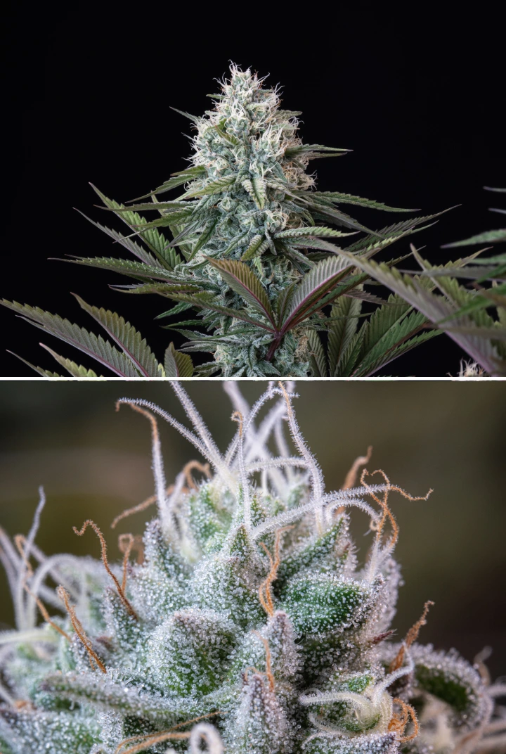 Astro Lemonade F1 cannabis bud with dense resinous flowers, frosty trichomes, white pistils, and purple-green foliage against a dark background.