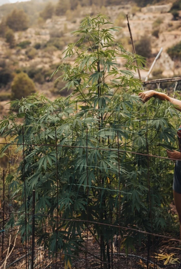 Astro Lemonade F1 cannabis plant showing tall final height, strong branching, green foliage, and vigorous outdoor growth.