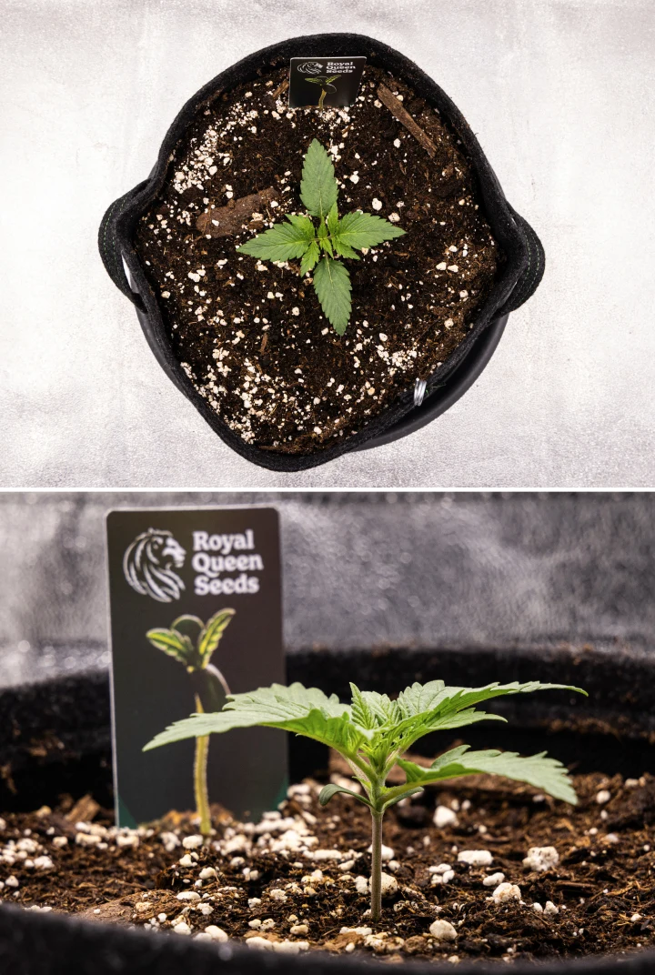 Atlas F1 Grow Report: Week 1 Seedling Stage Atlas F1 cannabis seedling growing in a fabric pot during week 1 of the grow report, showing early leaf development, healthy soil, perlite, and a Royal Queen Seeds plant label.