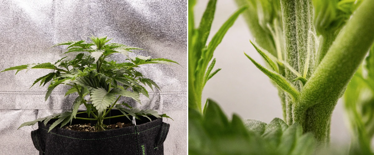 Atlas F1 Grow Report: Week 3 Early Flowering Atlas F1 cannabis plant growing in a fabric pot during week 3 of the grow report, showing compact growth, early flowering signs, white pistils, and healthy green foliage.