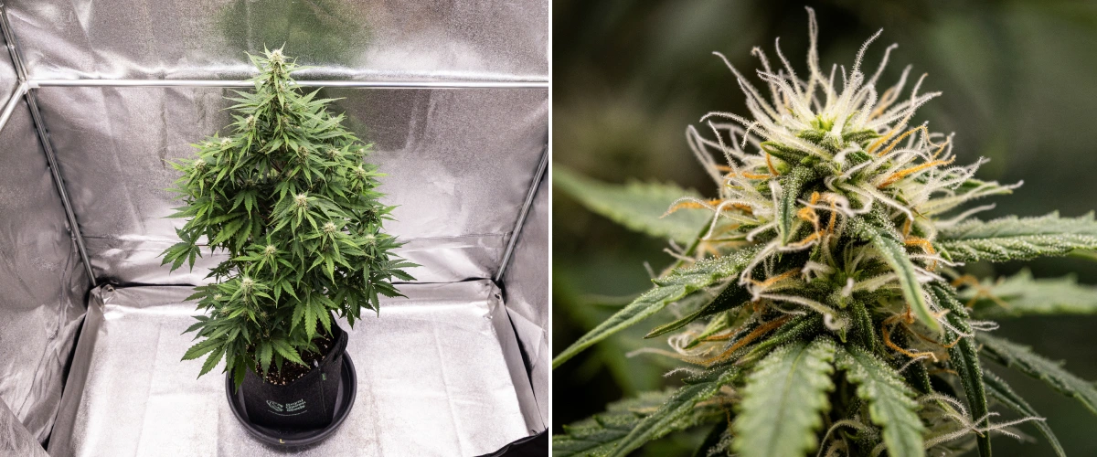 Atlas F1 Grow Report: Week 6 Resinous Buds Atlas F1 cannabis plant growing in a fabric pot during week 6 of the grow report, showing dense bud development, white and orange pistils, resinous trichomes, and healthy flowering growth.