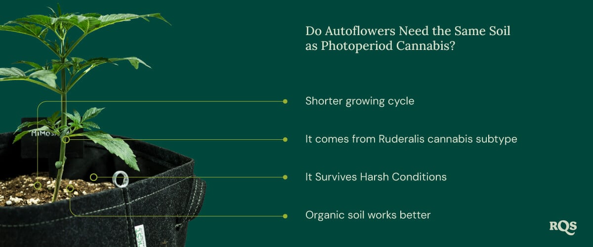 Auto vs photoperiod soil