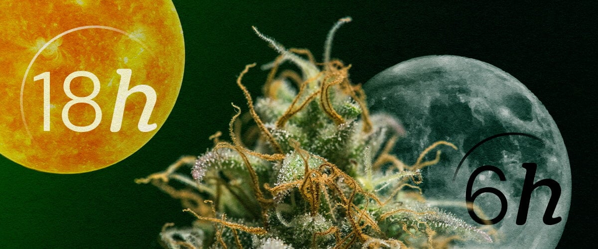 Autoflower vs. Photoperiod: Understanding Cannabis Light Cycles Autoflower vs. Photoperiod light cycles for beginners: Understand the key difference in lighting needs for vegetative and flowering stages. See the 18/6 and 12/12 schedules explained visually.