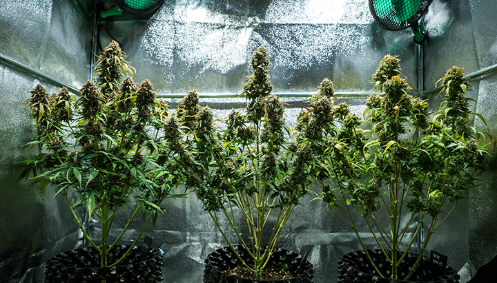 Autoflowering Cannabis