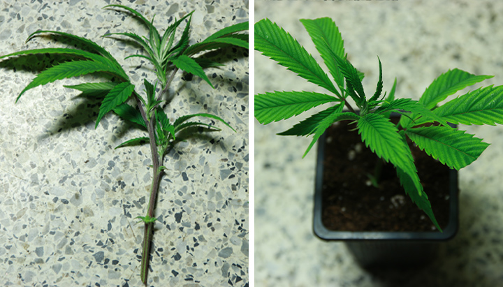 Autoflowering Cannabis Cloning Process